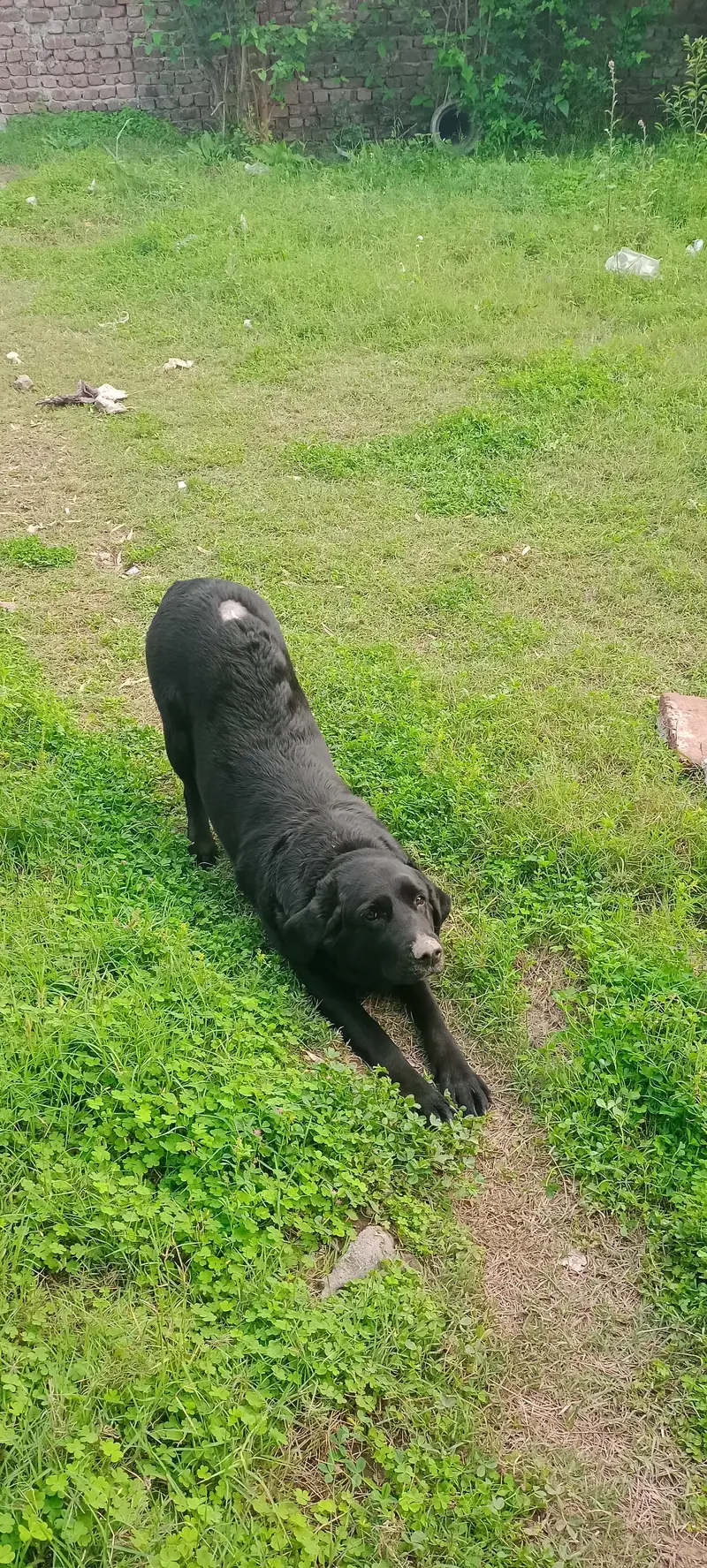 Labrador female — photo 5