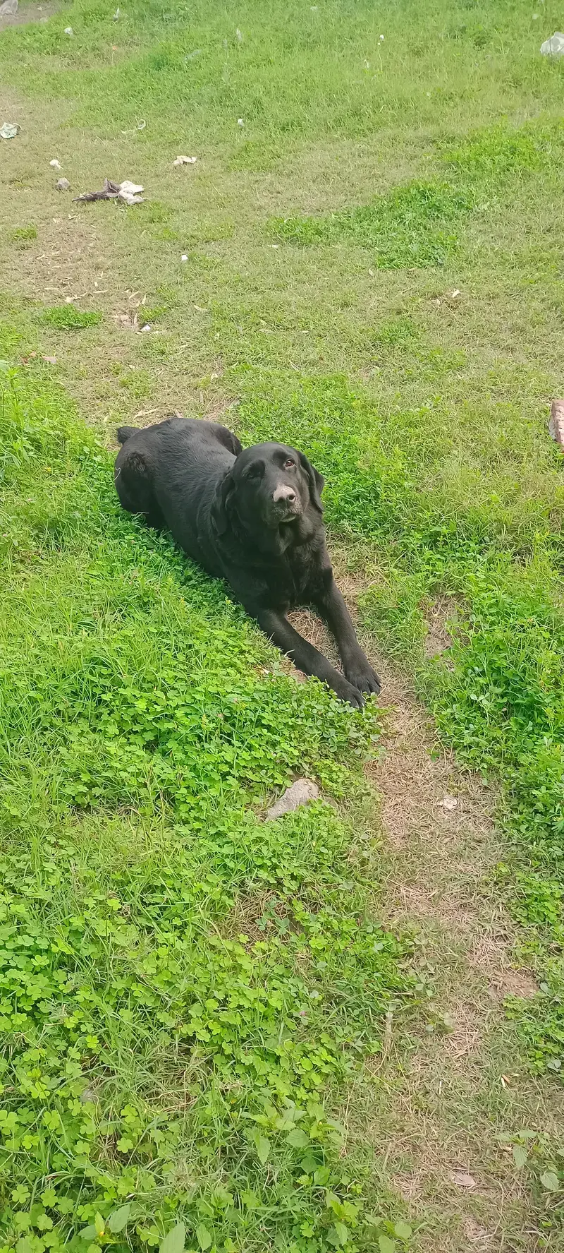 Labrador female — photo 6