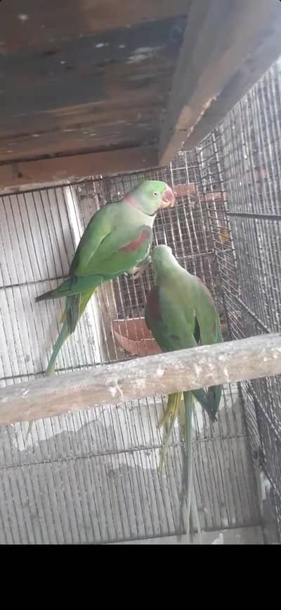 Raw pair  . 03081250912