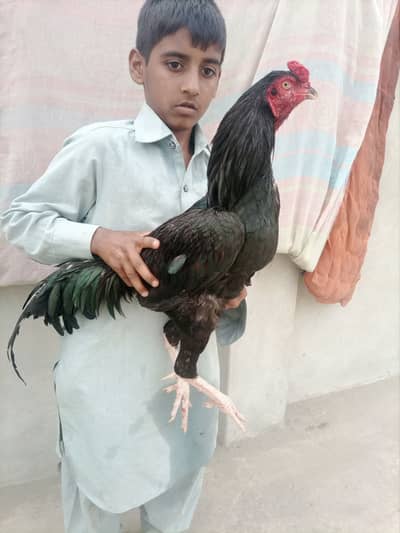 03405400323 WhatsApp Pura mushka for sale price 12000