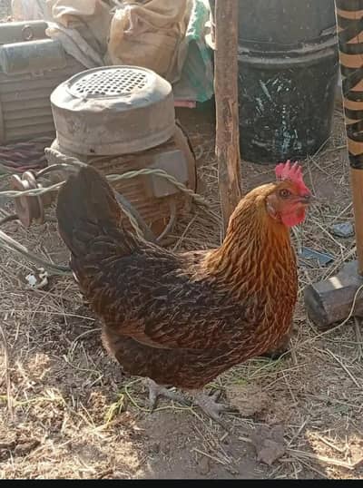 Desi Kilo wali  kurak huny wali 2 Murgia