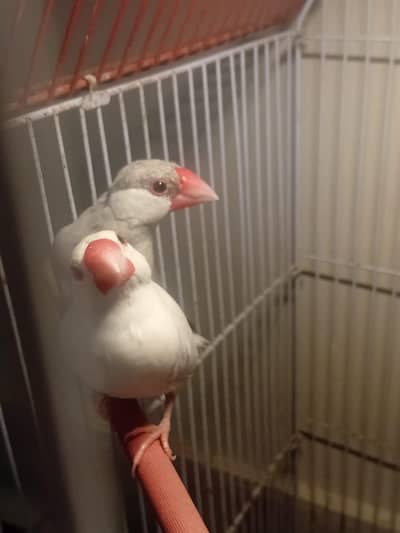 eid offer java breeder pair available for sale