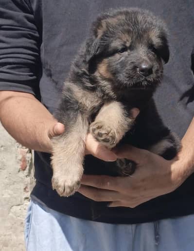 Quality German Shepherd Female Puppy