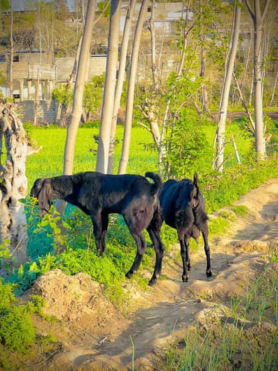 BETAL | BREADer bakra | or Bakri for sale |