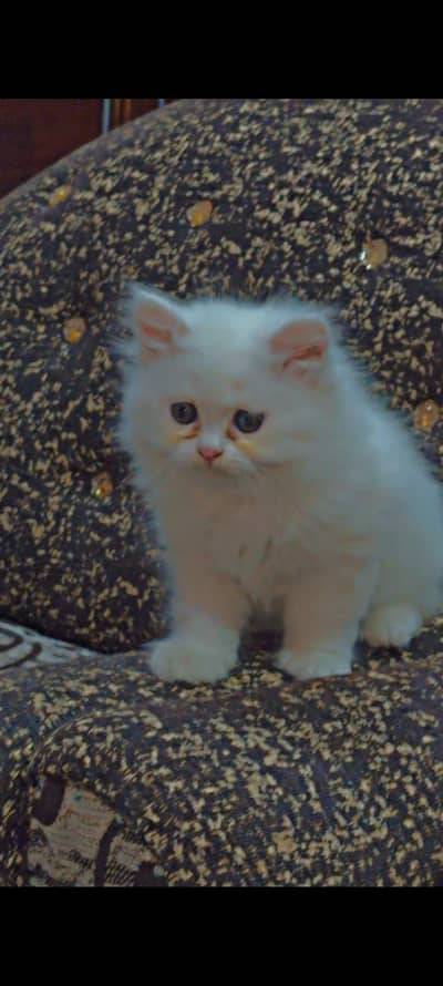 kittens very Cute and playful