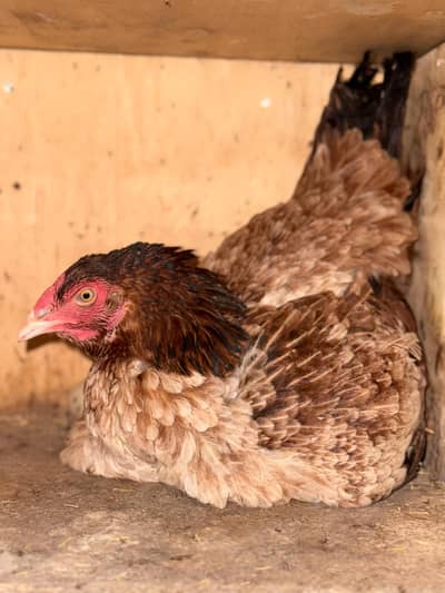 Pure Aseel Fresh Kurak Hen Urgent Sale