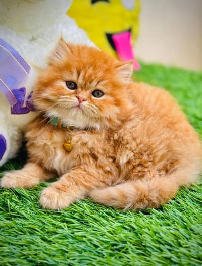 high quality kitten for sale