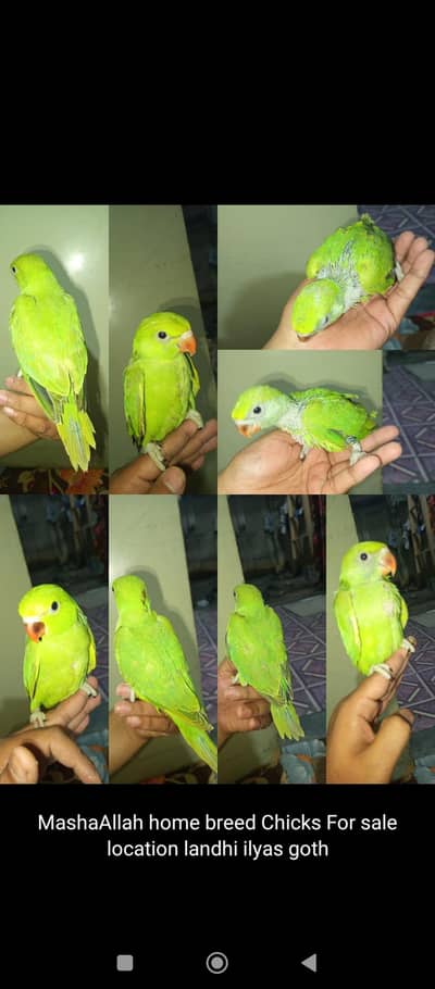 Green RingNick Chicks 03200253625 Call & WhatsApp