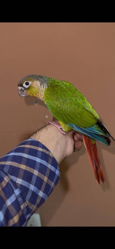 Green conure parrot