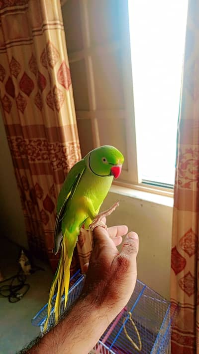 Green Parrot Age: 4 years Condition: Healthy Hand Tame & Friendly