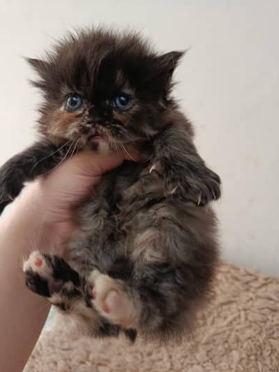 persian kitten/grey kitten/female kitten