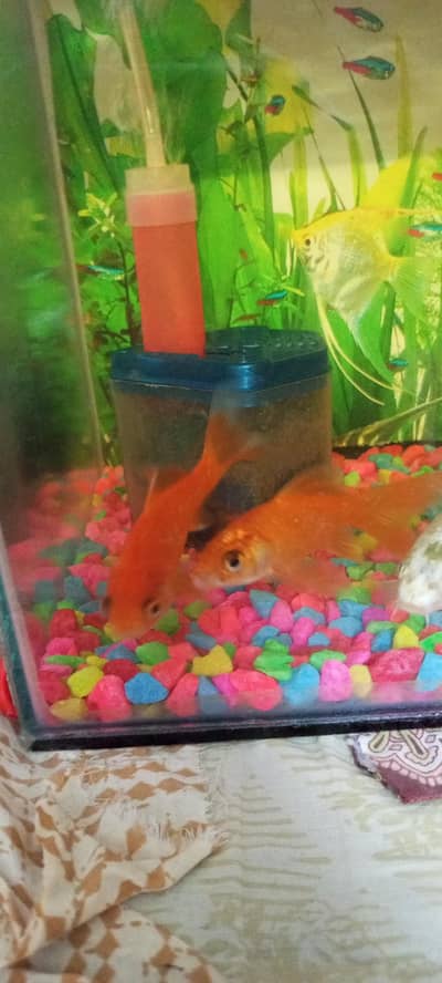 5 months to 1 year Kai damiyan hai age goldfishes ki