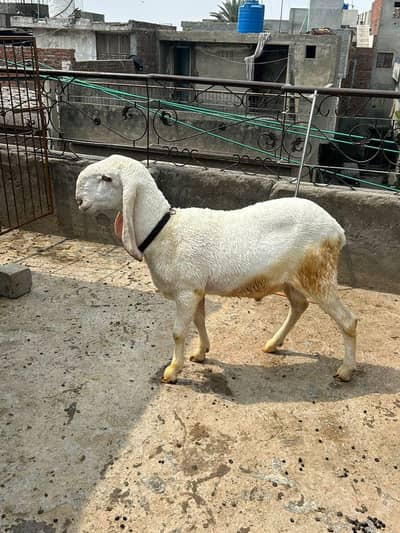 qurbani 2026 k lia