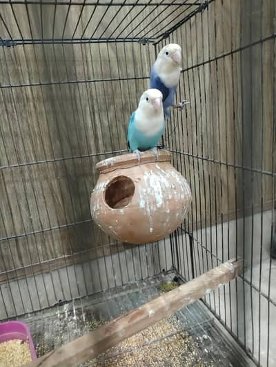 2 pairs Love birds