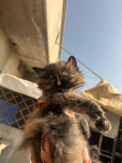 persian kitten two months old white,ginger,grey,mix