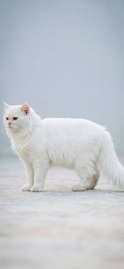 White Persian Cat for Sale fully tamed!