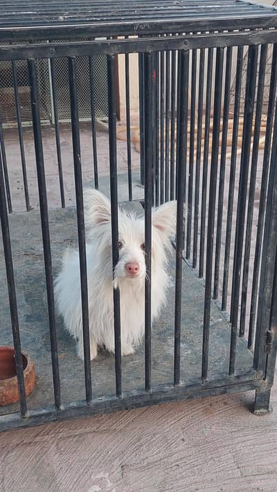 Pink rose russian male