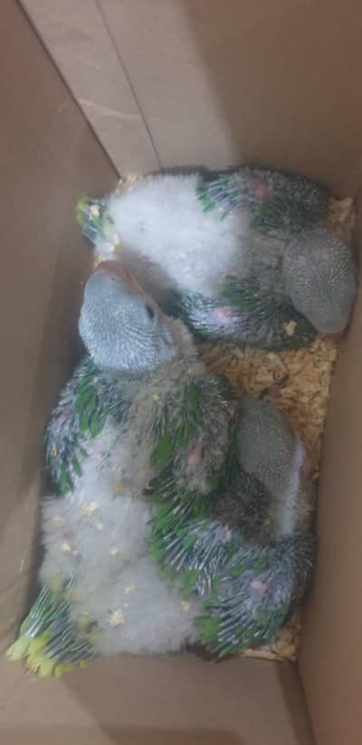 Raw Parrots chicks for sale