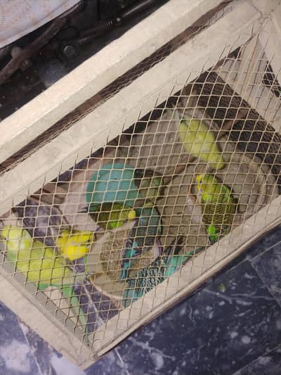 Australion Parrots for Sale (Cage is not for sale)