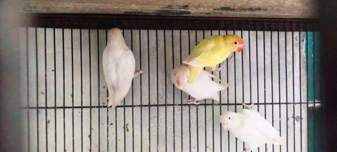 love bird pair bajri pair with cage