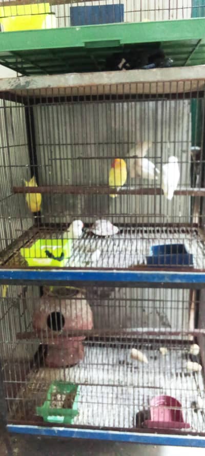love bird pair bajri pair with cage