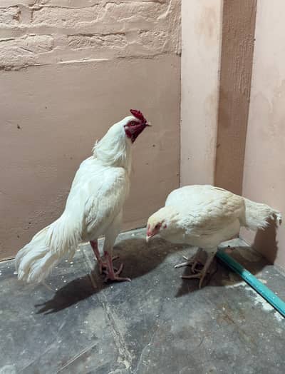 Pair Paper White Heera Patha and madi