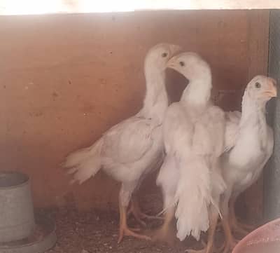 Indian long tail Parrot beak (1 Male 2 females) Tamil Nadu Original