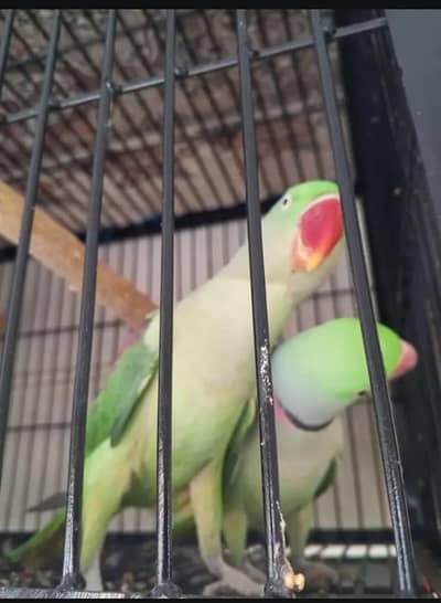 Raw parrot pair for Sale Only for parrot sale Not Exchange possible