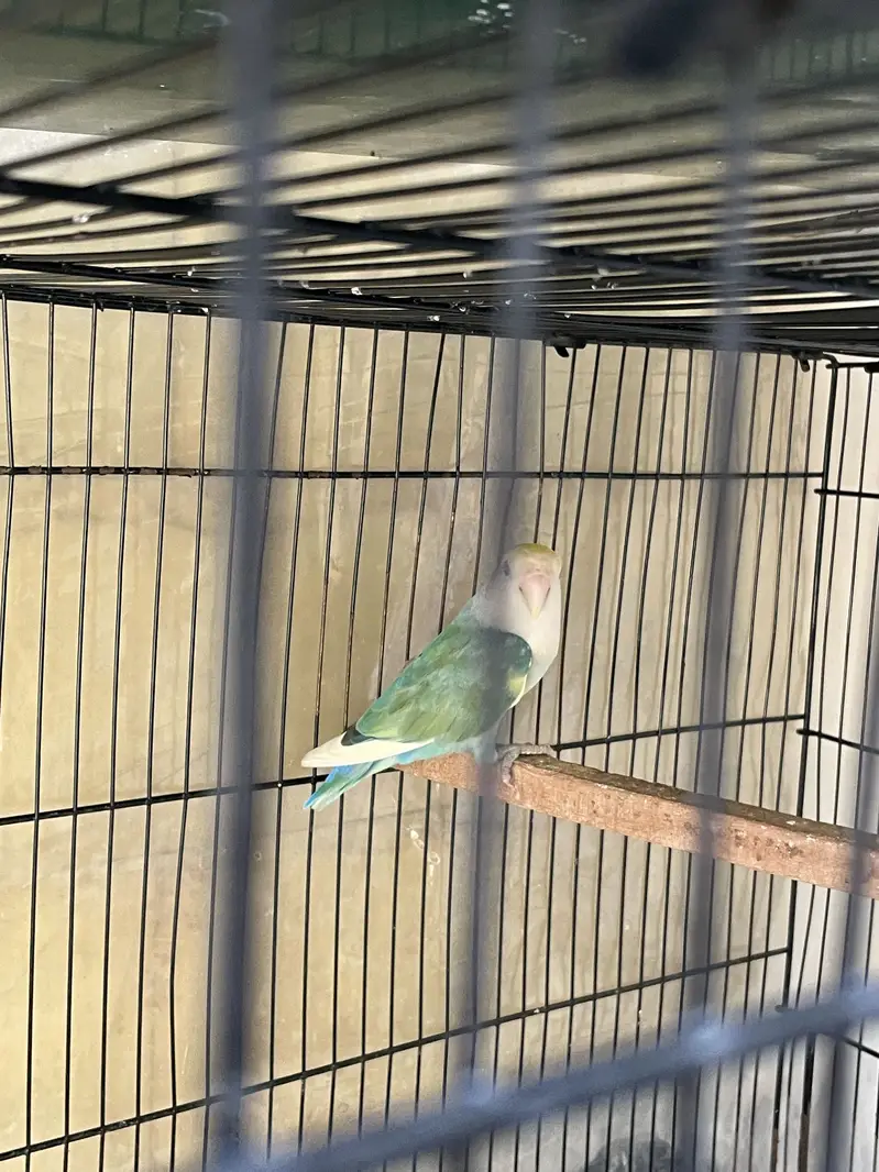 Hybrid rosycolli breeder male for sale — photo 3