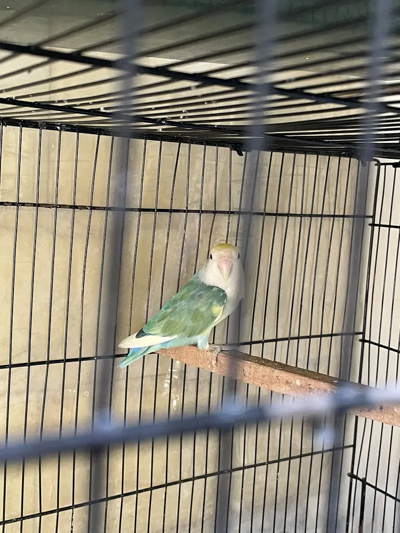 Hybrid rosycolli breeder male for sale — photo 4