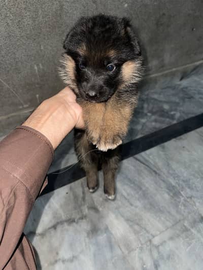 german shepherd puppy