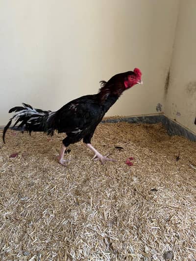 healthy and high quality chicks