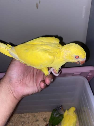 Yellow Ringneck chicks