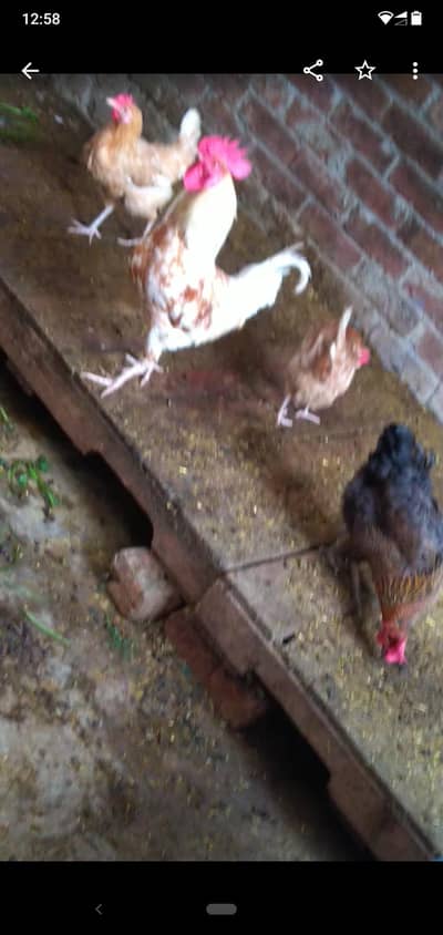 dasi moriya Ando Vali