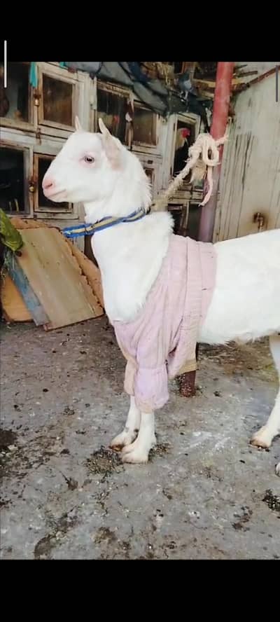 Tedda Male Bakra l Tedda female path l mundii path