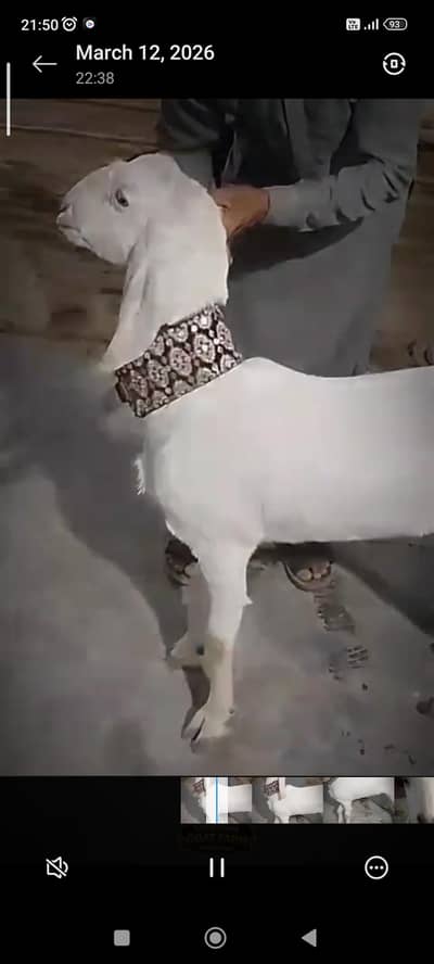 White Mundii | fresh 4 dant path