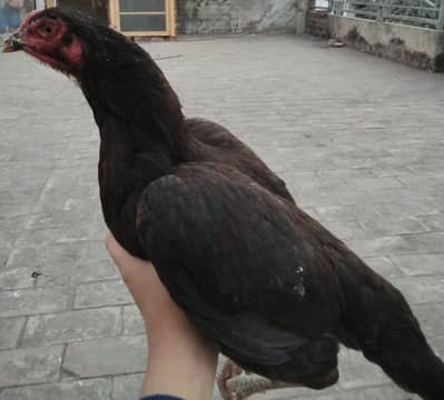 active and youngh aseel pair