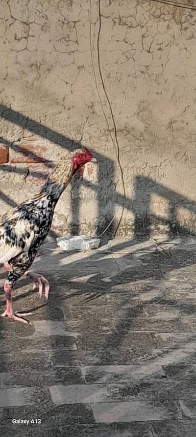 active and youngh aseel murgha