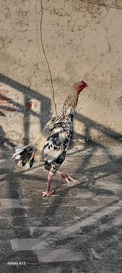 4 hens 2 misri hens egg laying kr rhi ha