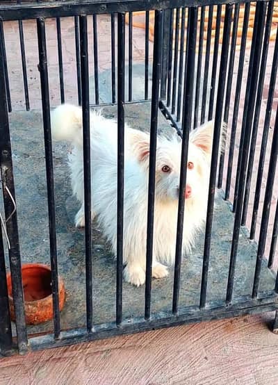 Pink rose russian male