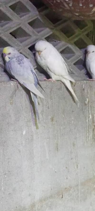 excibition red eyes female