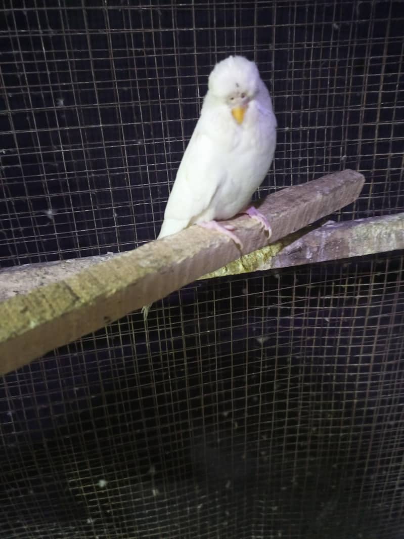 rainbow breeder pair 8