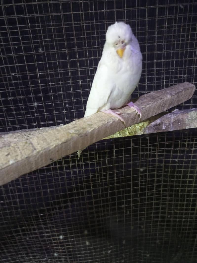 rainbow breeder pair 9