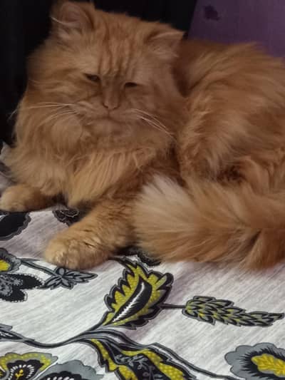 Persian cat male for sale phone number 03365305387