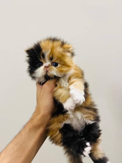 Peke Face kitten, Female,wooly coat, huge bone structure