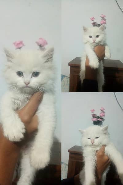 Triple coat kitten available