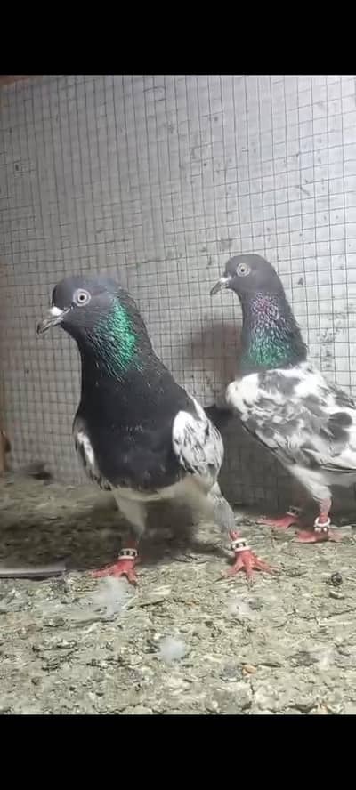 Boht hi acha jora hai