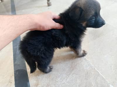 German shepherd