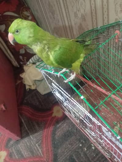 zing net parrot  healthy parrot bolata hai
