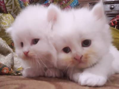 Persian kitten available